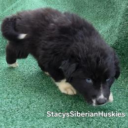 Lang - Black and white male Siberian Husky puppy in Savannah, Georgia from Stacy's Siberian Huskies