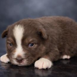 Girl red Tri 2 - Red tri female Miniature Australian Shepherd puppy in Danville, Alabama from A&L Farms