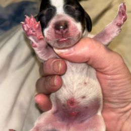 Button - Piebald male Dachshund puppy in Bruceton, Tennessee from Dachshund Dreams