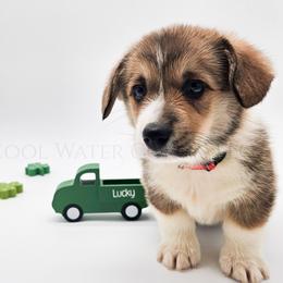 Pop - Sable male Pembroke Welsh Corgi puppy in Kiowa, Colorado from Cool Water Corgis LLC