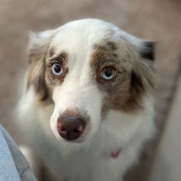 Fly - Miniature Australian Shepherd