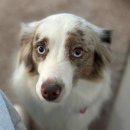 Fly - Miniature Australian Shepherd
