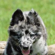 Border Collies and Mudis from Starcrest