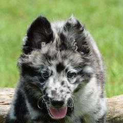 Border Collies and Mudis from Starcrest