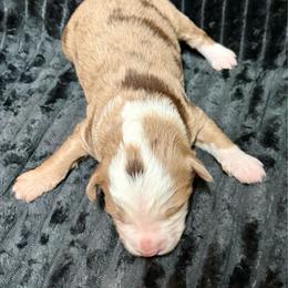 Chewbacca - Red merle male Aussiedoodle puppy in Castalia, Iowa from K&K Kennels