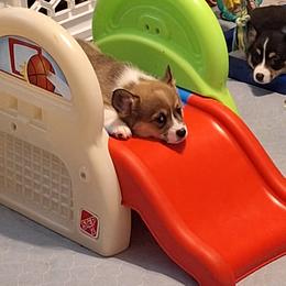 Pembroke Welsh Corgi Puppies from Rhone River Farm Pembroke Welsh Corgis