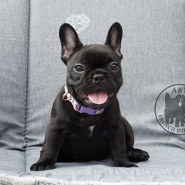 French Bulldog Puppies from A & B French Bulldogs