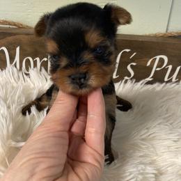Mimosa (Miss Mimi) - Blue and gold female Yorkshire Terrier puppy in Brooksville, Florida from York Girl’s Pups