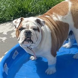 Belle - Bulldog