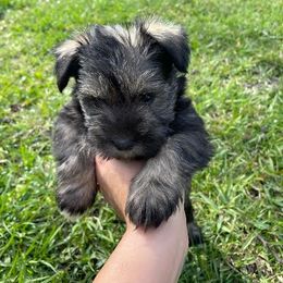 Labradoodle, Miniature Schnauzer, and Poodle Puppies from Orange Blossom Kennel