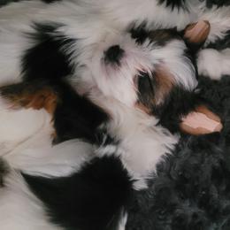 Biewer Terrier Puppies from Hearts n Paws