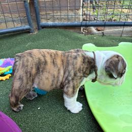Bill Anderson - Brown Collar - Red brindle and white male Bulldog puppy in Krum, Texas from K & K Little Blessings
