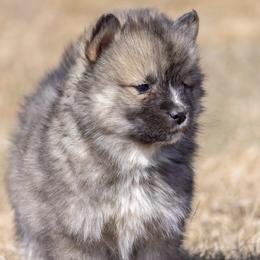 Pomsky Puppies from New World Pomskies