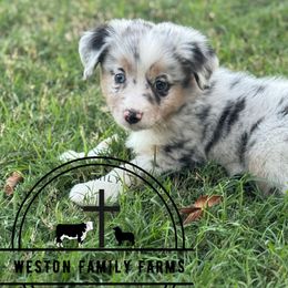 Jessi - Blue merle female Miniature Australian Shepherd puppy in Azle, Texas from Weston Family Farms
