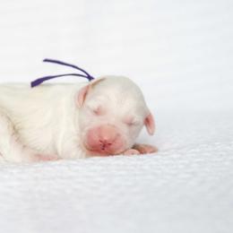 Sundae - Parti female Goldendoodle puppy in Meridian, Idaho from Country Club Doodles