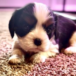 AKC Charlie - Tri-color male Cavalier King Charles Spaniel puppy in Port Angeles, Washington from God Speed Paws