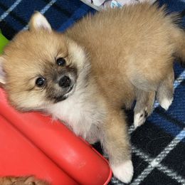 Zoey - Orange sable female Pomeranian puppy in Ocala, Florida from Roxy's Pomeranian Puppies