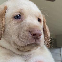 Dilute Retriever and Labrador Retriever Puppies from Moran’s Lab’s