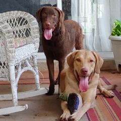 Chesapeake Bay Retrievers from Whispering Oak Chesapeakes