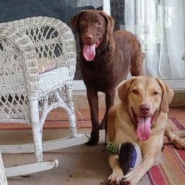 Chesapeake Bay Retrievers from Whispering Oak Chesapeakes
