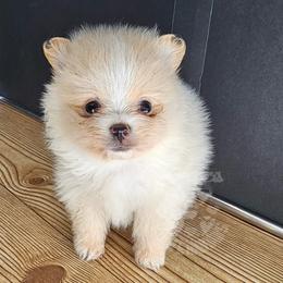 Pepper's Beeswax - Bee - Cream female Pomeranian puppy in Plant City, Florida from Pepper's Pomeranians