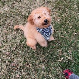 Boy 1 - Apricot Goldendoodle puppy in Delta, Utah from Delta Doodles and Poodles