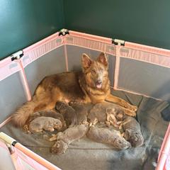Aspen - German Shepherd