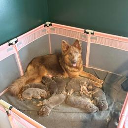 Aspen - German Shepherd