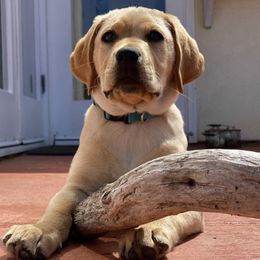 Labrador Retriever Puppies from River Rat Retrievers