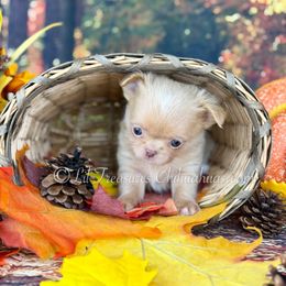 Minka - Cream and white female Chihuahua puppy in Anderson, South Carolina from Lil Treasures Chihuahuas