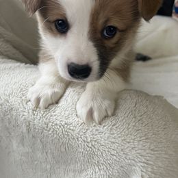 Pembroke Welsh Corgi Puppies from Delaney’s Corgis