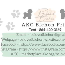 Snickers- Blue - White male Bichon Frise puppy in Pickens, South Carolina from Beloved Bichon