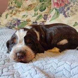 Fritz - Tri-Roan male English Springer Spaniel puppy in Kingsport, Tennessee from Leandra's English Springer Spaniels