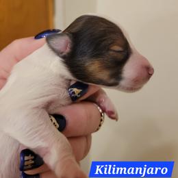 Kilimanjaro - White black and tan male Shetland Sheepdog puppy in Kaycee, Wyoming from Heavenly Shelties