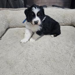 Kristoff - Black tri-color male Australian Shepherd puppy in Terryville, Connecticut from Spirited Aussies