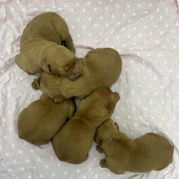 Girl 5 - Dark golden female Golden Retriever puppy in Denton, Maryland from Golden Horse Farm