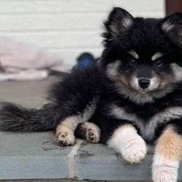 Pomskies from Brooks’ Pomskies