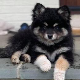Pomskies from Brooks’ Pomskies