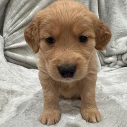 Rose Who: Orange collar - Dark golden female Golden Retriever puppy in Monterey, Tennessee from Lawson’s Green Acres Goldens and Mini Dachshunds