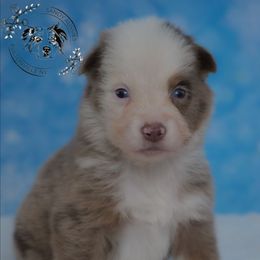 Zayla - Red merle female Australian Shepherd puppy in Fultonville, New York from Sandy Aussies & Pomeranians