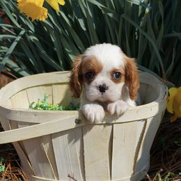 Ella - Blenheim female Cavalier King Charles Spaniel puppy in Lula, Georgia from Cavaliers by Crumley