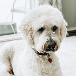 Radar - Labradoodle
