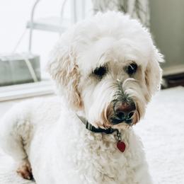 Radar - Labradoodle