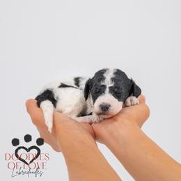 Millie - Parti female Labradoodle puppy in Travelers Rest, South Carolina from Doodles of Love Labradoodles