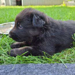 American Bulldogs and German Shepherds from Vom Oma Haus Kennels
