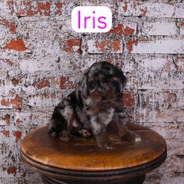 Iris - Merle female Cavapoo puppy in Calhoun, Georgia from Happy Top Doodles
