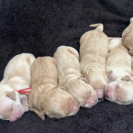 Boy 4 - male Golden Retriever puppy in Angier, North Carolina from Howard's Retrievers