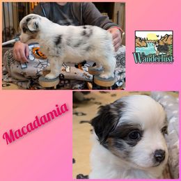 Macadamia - Miniature American Shepherd puppy from Wanderlust Mini American Shepherds