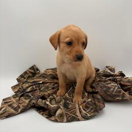 Light Pink - Yellow female Labrador Retriever puppy in Heath Springs, South Carolina from Rich Hill Retrievers