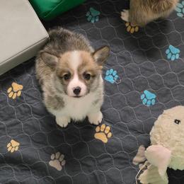Jolene - Sable female Pembroke Welsh Corgi puppy in Charleston, Arkansas from Hilltop Corgis